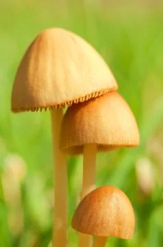 Mushrooms on a blurred background Stock Photos