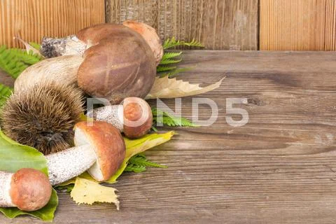 Mushrooms boletus and leccinum on wood background Stock Photos