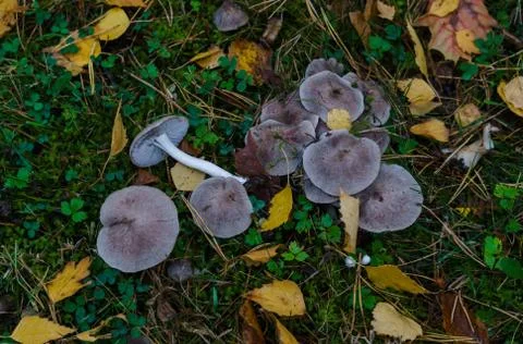 Mushrooms called rowing in a clearing in the forest in late autumn. Stock Photos