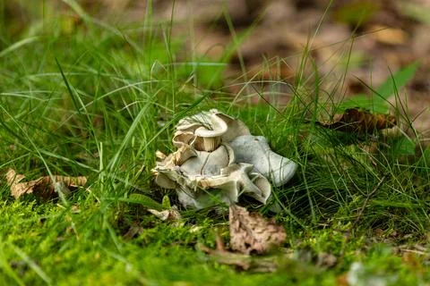 Mushrooms can also develop bizarre shapes Stock Photos