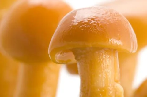 Mushrooms cap macro Stock Photos