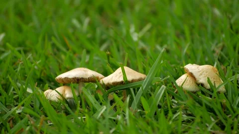 Mushrooms (Centered) 스톡 동영상 137347451