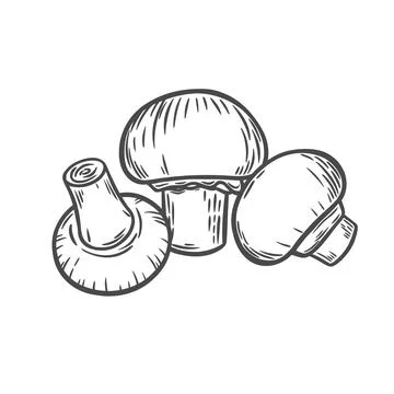 Mushrooms champignons hand drawn Stock Illustration