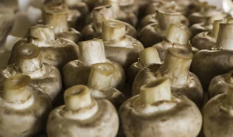 Mushrooms-champignons on the table Foto stock