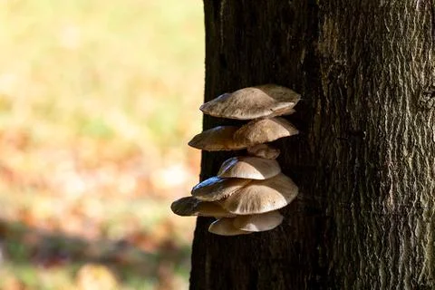 Mushrooms cling to a tree trunk in soft sunlight Stock Photos