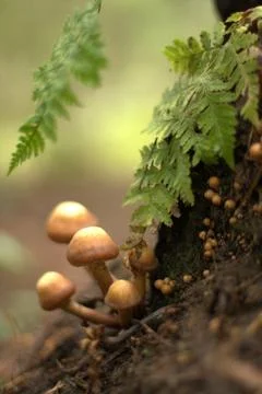 Mushrooms close up Foto stock