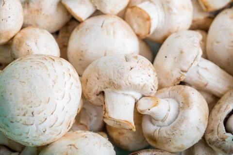 Mushrooms close up Stock Photos