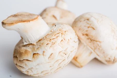 Mushrooms close up Stock Photos