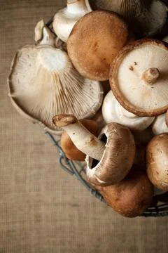 Mushrooms close up Stock Photos