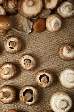 Mushrooms close up Stock Photos