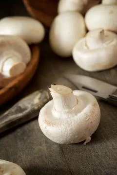 Mushrooms close up Stock Photos