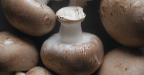 Mushrooms close up studio shot over rotating Stock-Footage 324839383