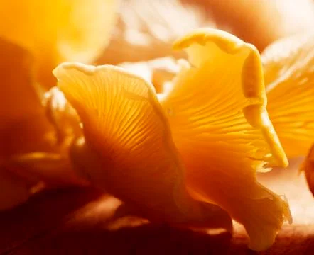 Mushrooms closeup Stock Photos