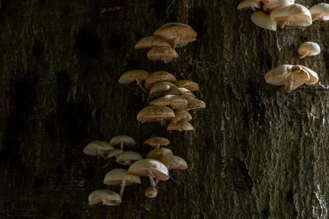 Mushrooms cluster on a rough, mossy tree trunk Stock Photos