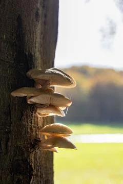 Mushrooms cluster on a tree trunk, bathed in golden light Stock Photos