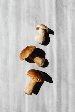 MUSHROOMS COLLECTED Stock Photos