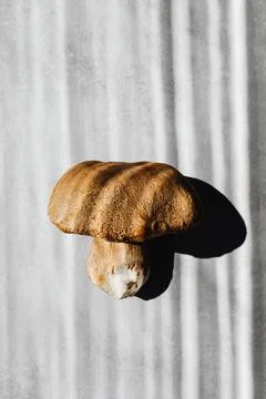 MUSHROOMS COLLECTED Stock Photos