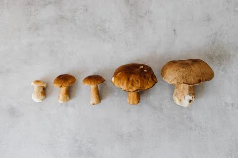 MUSHROOMS COLLECTED Stock Photos