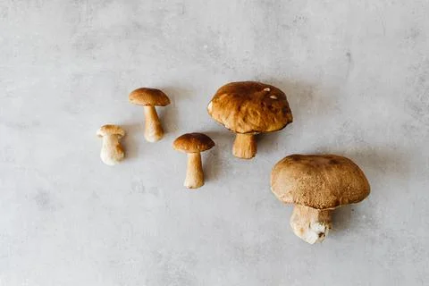 MUSHROOMS COLLECTED Stock Photos
