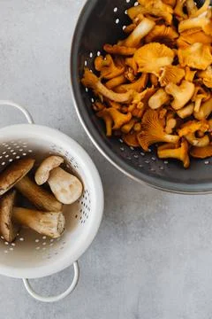 MUSHROOMS COLLECTED Stock Photos
