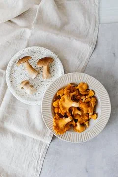MUSHROOMS COLLECTED Stock Photos