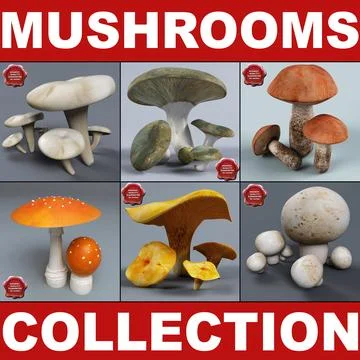 Mushrooms Collection 3D Model