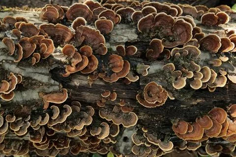 Mushrooms colony Stock Photos