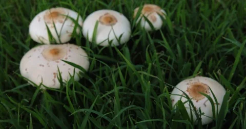 Mushrooms coming into focus Stock Footage 110824017