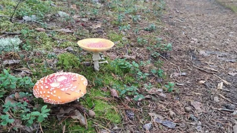 Mushrooms in a coniferous forest. Stock Footage 196005950