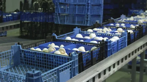 Mushrooms in containers Видео 93794082