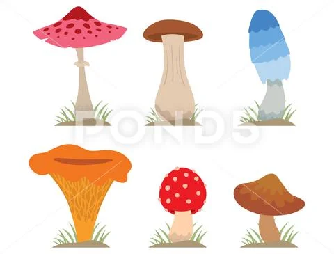 Mushrooms for cook food and poisonous nature meal vegetarian healthy autumn Stock Illustration