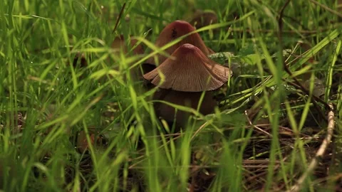 Mushrooms Coprinellus micaceus Stock Footage 166558705