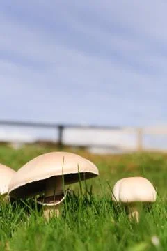 Mushrooms with copy space Stock Photos
