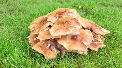 Mushrooms in damp grass Stock-Footage 289400653