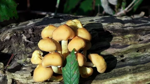 Mushrooms on dead tree trunk  Stock Footage 169082325