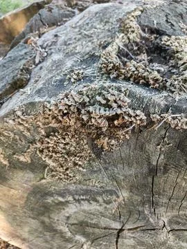 Mushrooms on decaying tree stump Stockfoto's