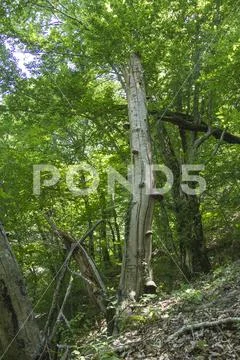 Mushrooms on the Decrepit Stump Stock Photos