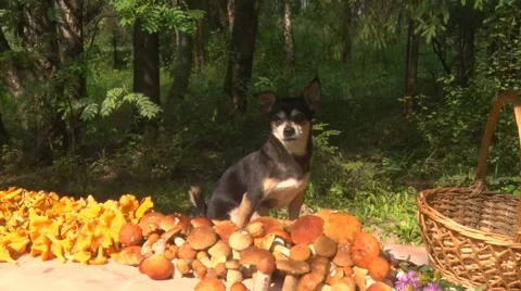 Mushrooms dog guards. Stock Footage 66595478
