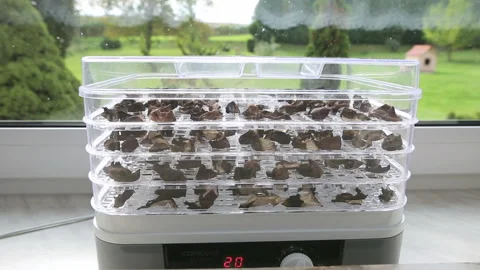 Mushrooms drying Stock Footage 161874641