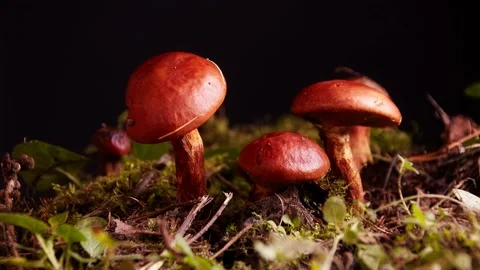 Mushrooms drying up in the forest 스톡 동영상 142514118