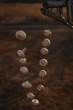 Mushrooms drying process. Close-up. Brown background, Horizontal orientation. Stock Photos