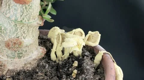 Mushrooms dying Stock Footage 11358748