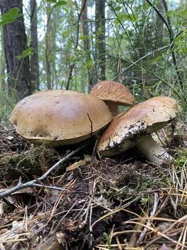 Mushrooms in the fall forest. Boletus Stock Photos