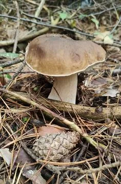 Mushrooms in the fall forest. Boletus Stock Photos