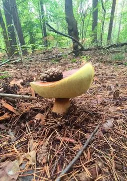 Mushrooms in the fall forest. Boletus Stock Photos