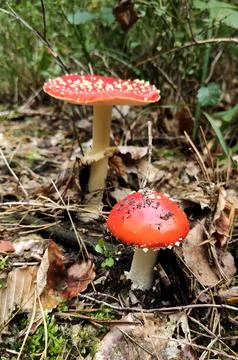 Mushrooms in the fall forest. Fly Agaric Stock Photos