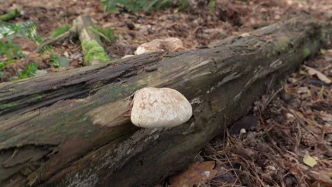 Mushrooms on a fallen dead tree at the forest at fall. Stock Footage 269084521