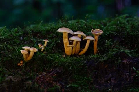 Mushrooms On Fallen Log Stock Photos