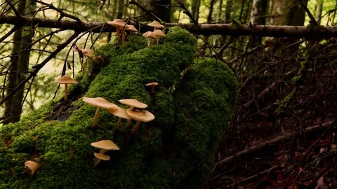Mushrooms on fallen tree Nature background Video stock 80660293