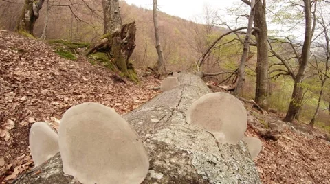 Mushrooms on a Fallen Tree Trunk Into Perspective View From the Mountainside Stock Footage 63962520
